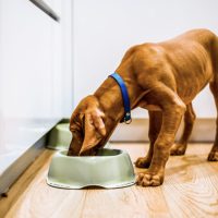 Understanding Abnormal Weight Loss In Dogs
